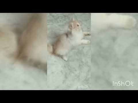 so cute 🥺🥰 noori 💕❤️💖🙈😻🐾😍😺😹🤪