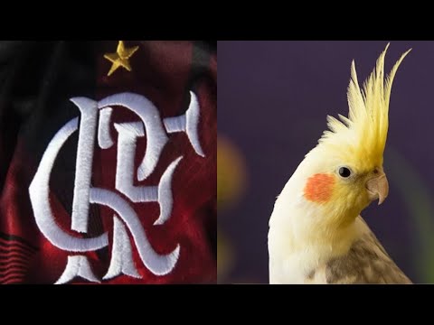 Hino do Flamengo para Calopsitas