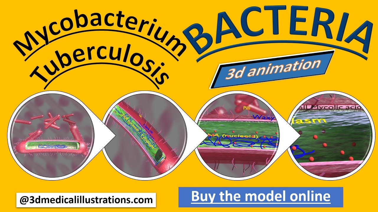 Tuberculosis bacteria detail cut section labelled 3D 3D Model