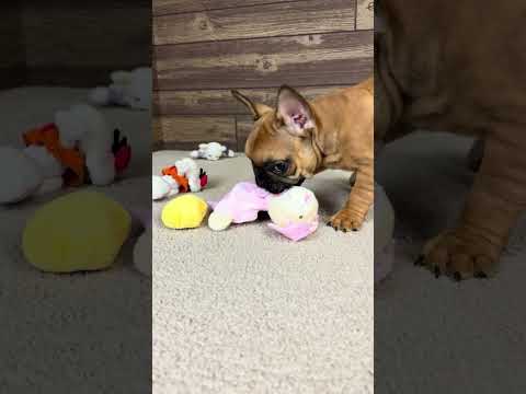 Video 3