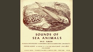 Sea Animals - Drumfish with Narration