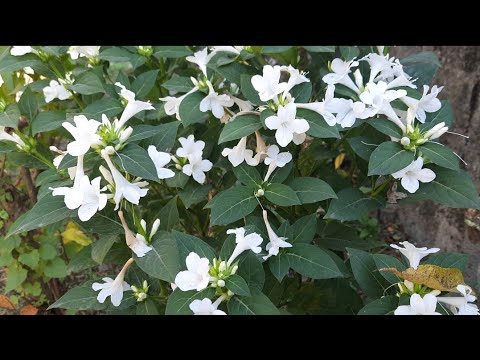 Belleria cristata winter season flower(बेलेरिया क्रिस्टाटा)information in nepali.Pranita's garden