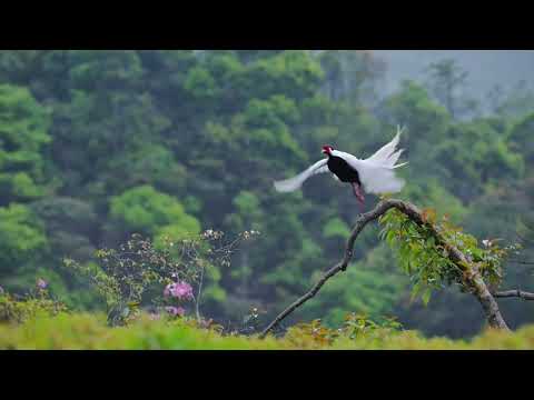 birdphotography original white pheasant flying