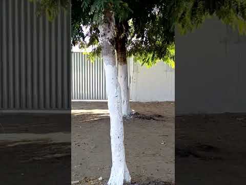 MOGEIRO-PB 06/11/2025