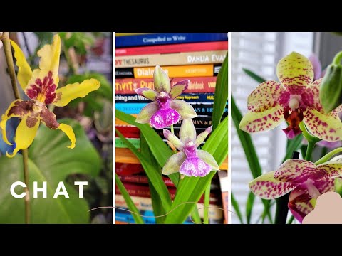 January 2022 Orchid Collection Progress Update #1 | Alcra Sunday Yellow Best Unboxing