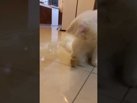 Hanukkah cat #cat#cute#funnyanimals