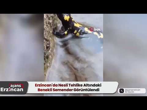 Erzincan'da Nesli Tehlike Altındaki Benekli Semender Görüntülendi