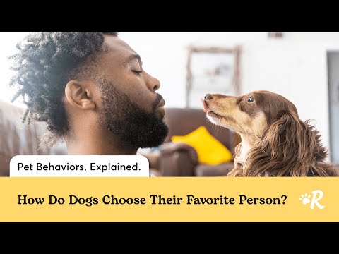 How Dogs Choose Their Favorite Person | Rover Pet Care Tips