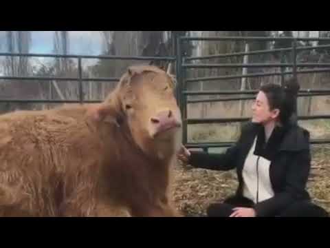Grooming Peanut rescue Highland Cow