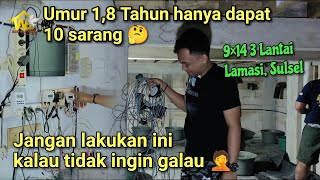 Download lagu 1 tahun 8 bulan cuman dapat 10 sarang - ternyata ini penyebabnya || Lamasi Luwu utara mp3