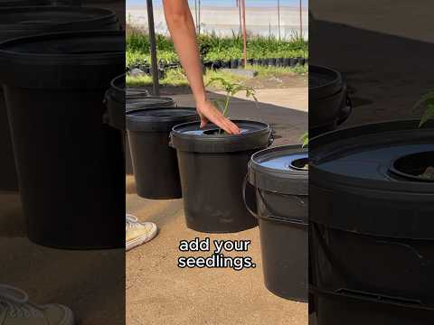 FOOL-PROOF HYDROPONIC TOMATOES 🍅 #hydroponics #vegetables #gardening