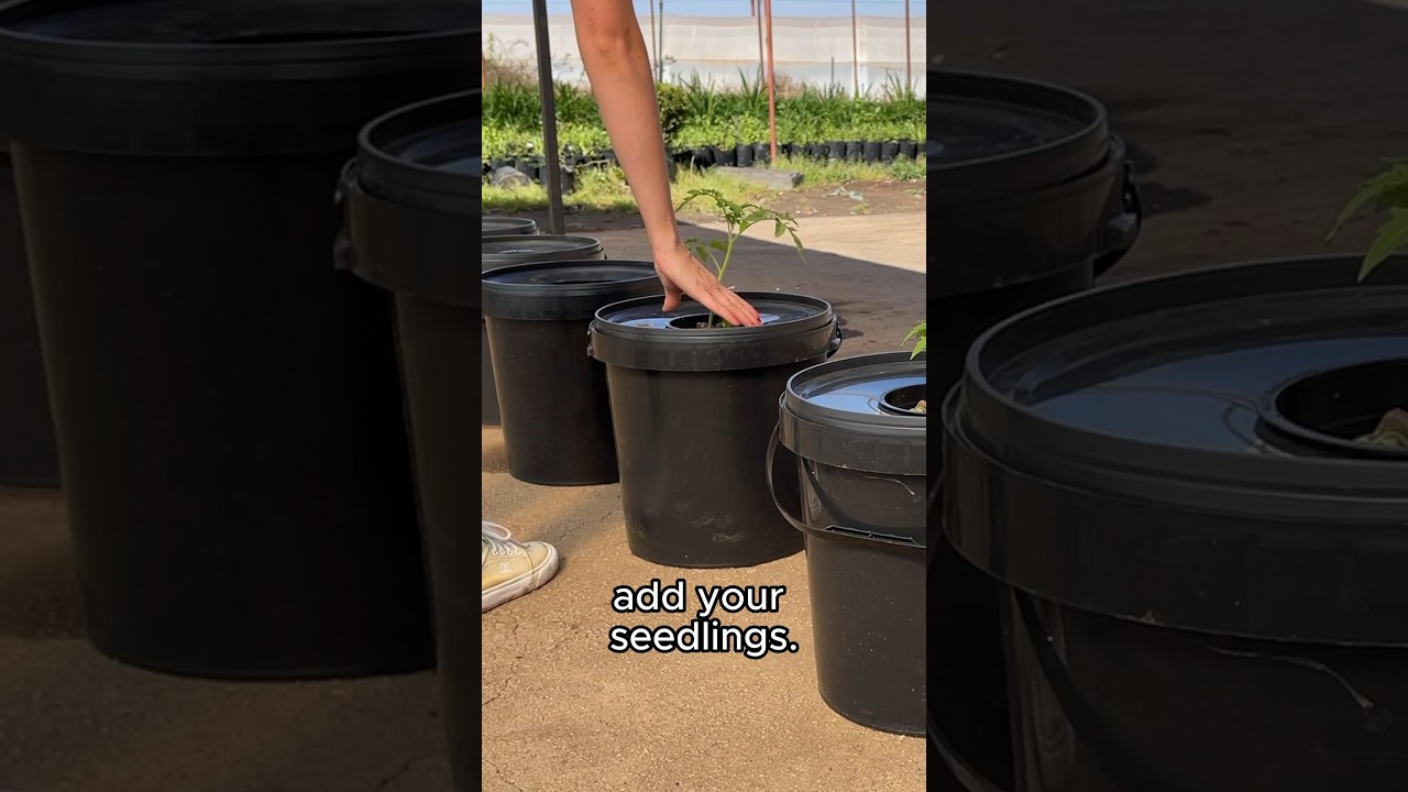 FOOL-PROOF HYDROPONIC TOMATOES 🍅 #hydroponics #vegetables #gardening