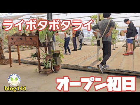 フロリバンダ「マキシ ヴィータ」 植物