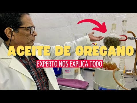 Experto Nos Habla Sobre Los Beneficios Del Aceite De Orégano