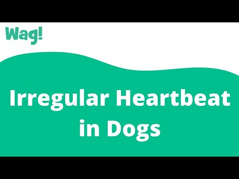 Irregular Heartbeat in Dogs | Wag!