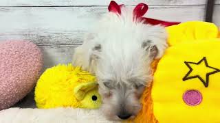 ミニチュアシュナウザーの動画01