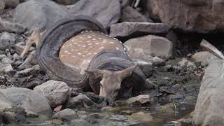 Indian rock python hunts a deer in natural wild | Ranthambore national park | India