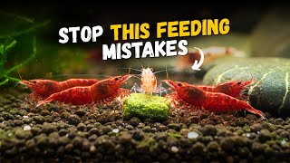 How to feed your shrimp and fish || what mistake you should avoid 