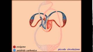 Cuore: piccola e grande circolazione