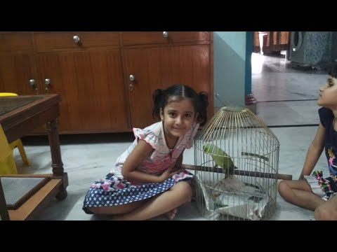 Mitthu aur Nikku ki NOK jhok