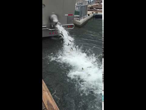 the public utility district fish hatchery releasing about 3500 fish at the marina