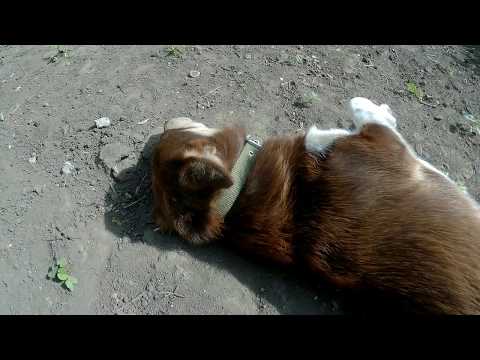 Не повезло Малышу!