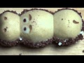 Kinder Happy Hippo Cacao