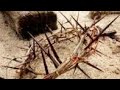 Tamil Christian Whatsapp Status Song Kilakukum Maerkukum