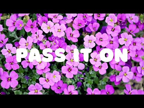 PASS IT ON || LYRICS