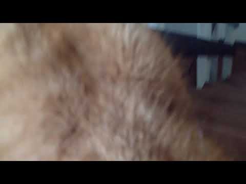 Catto wants bepis catto edition from doggo