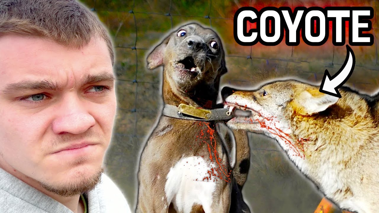 Are coyotes known to kill dogs? Tipseri