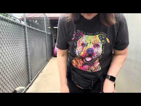 Rhaegal, adoptable American Pit Bull Terrier / Bull Terrier at Chicago Animal Care and Control
