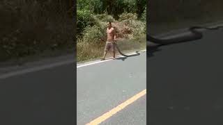 Download lagu NGERI!! Bapak ini menangkap King Cobra dgn Tangan Kosong, Sumber Facebook @Garang S Cuwi #kingcobra mp3 Download lagu NGERI!! Bapak ini menangkap King Cobra dgn Tangan Kosong, Sumber Facebook @Garang S Cuwi #kingcobra mp3