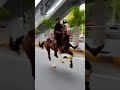 Horse Runing Video Horse Race Video Shorts Animal Horse