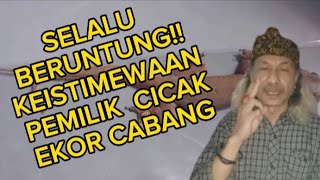 Download lagu ALWAYS LUCKY!! THE PRIVILEGES OF OWNERS OF BRANCH-TAILED GECKS (@Mbah Yadi Channel) mp3
