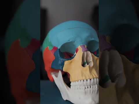 Ignacio Guzman-1