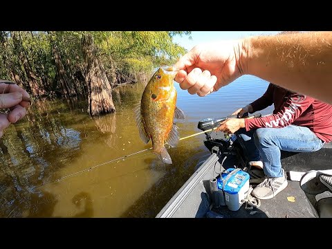 Catching HUGE Panfish during the Fall Spawn - How to Fish the Fall Spawn for Bluegill and Goggleye