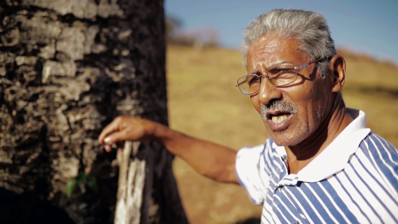 O vinho do Jatobá - Um raizeiro da cidade de Goiás ensina sobre seus conhecimentos das plantas
