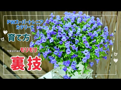 園芸 トリコロールティランジー、空気の娘