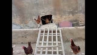 Criao de galinhas poedeiras