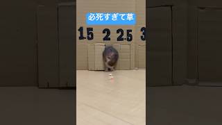 破壊神ハムスター　 #ハムスター #ハムスターのいる生活