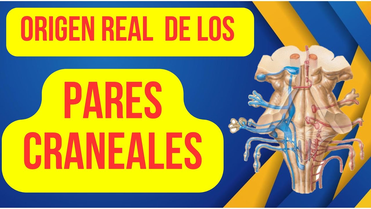 ORIGEN REAL  DE LOS PARES CRANEALES