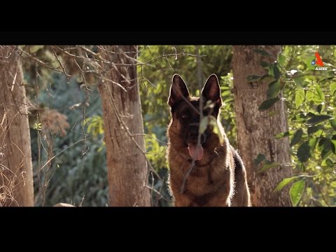 Le Héros Inconnu (2016) un film de Hadj Ali Menad