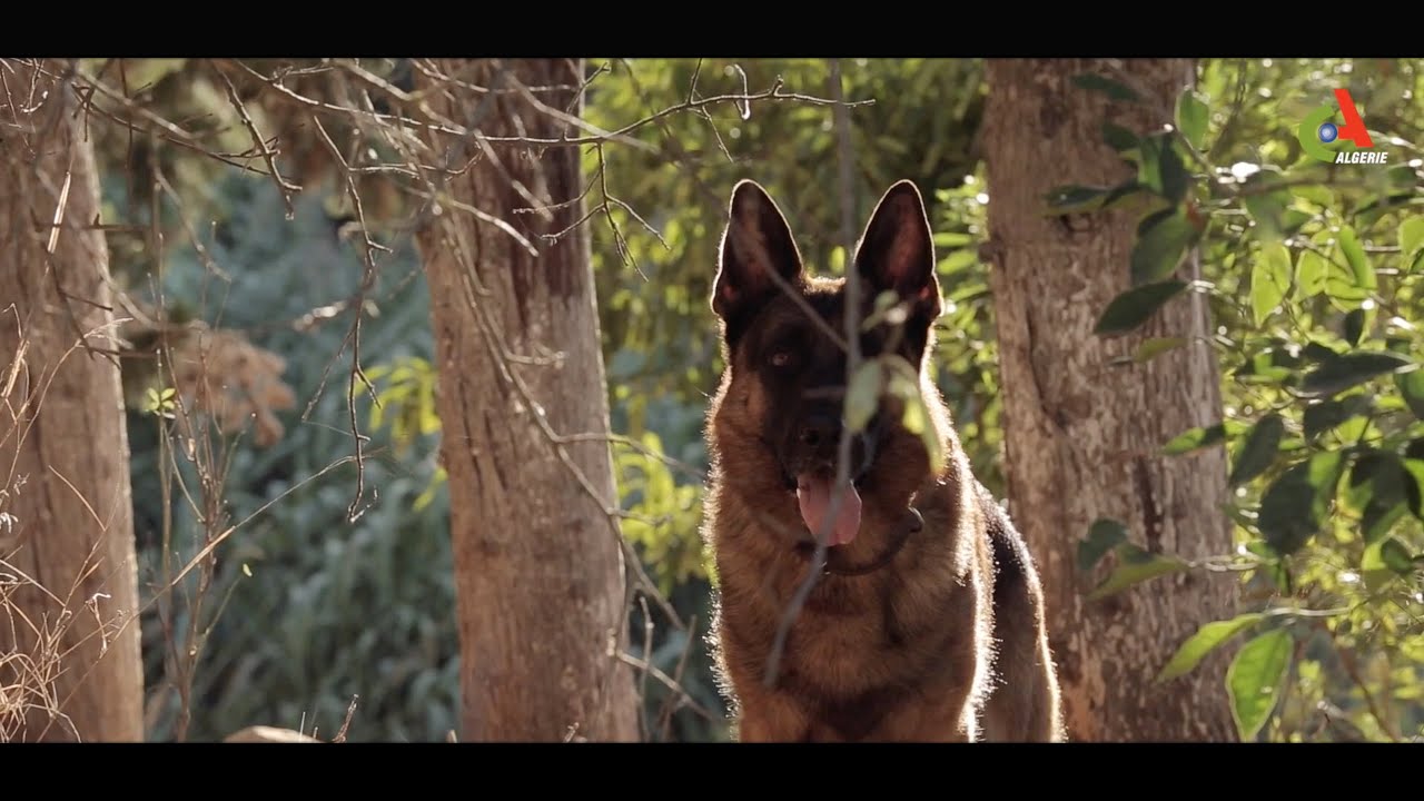 Le Héros Inconnu (2016) un film de Hadj Ali Menad