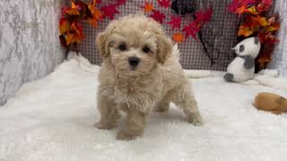 ハーフ犬の動画01