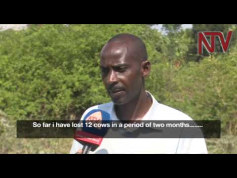 Drought battering Kalungu district