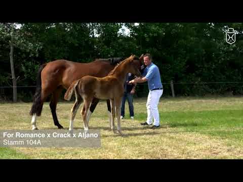 Fohlenprämierung Föhr 2020 | Stute | St. 104A | For Romance x Crack x Aljano Gerd Ohlsen