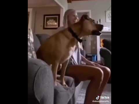 סרטון מצחיק של כלב מתלהב מגול במשחק כדורגל