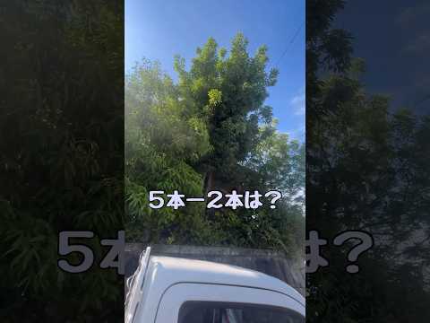  Santolina chamaecyparissus または Santolina 小さなヒノキ - 植栽、手入れ、特性  庭園