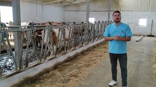 SİMENTAL PARA KAZANDIRIR MI ?   #SİMENTAL  #VETERİNERHEKİMİ #HAYVANBESLEME #UZMA